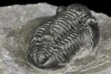 Detailed Gerastos Trilobite Fossil - Morocco #141677-5
